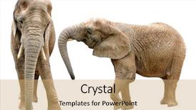 Presentation with elephants - Audience pleasing theme consisting of african elephants isolated on white backdrop and a coral colored foreground