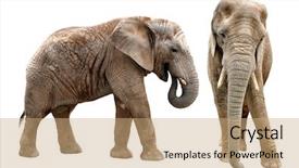  Presentation with elephants - Beautiful slides featuring photo of business cards template backdrop and a light gray colored foreground.