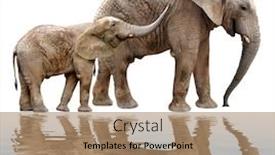  Presentation with elephants - Beautiful PPT theme featuring african elephants isolated on white backdrop and a coral colored foreground