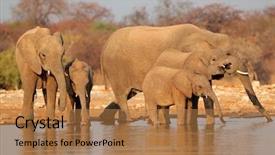  Presentation with elephants - Presentation featuring african elephants loxodonta africana drinking water etosha national park namibia background and a coral colored foreground