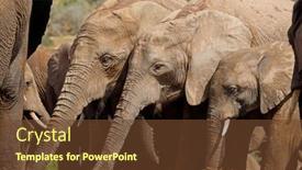  Presentation with drinking water - Presentation having african-elephants-loxodonta-africana-drinking background and a  colored foreground