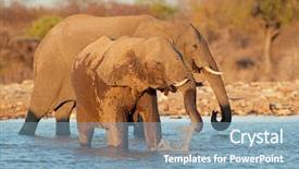  Presentation with elephants - Cool new slides with african elephants loxodonta africana drinking water etosha national park namibia backdrop and a light blue colored foreground