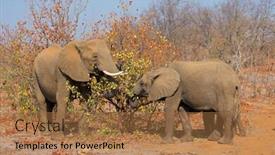  Presentation with kruger - Colorful PPT layouts enhanced with african elephants loxodonta africana feeding kruger national park south africa backdrop and a coral colored foreground