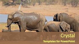  Presentation with kruger - Amazing presentation theme having african elephants loxodonta africana backdrop and a tawny brown colored foreground