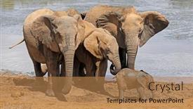 Presentation with elephant - Slide set featuring african-elephants-loxodonta-africana background and a  colored foreground