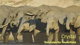 Presentation with elephants - Presentation theme having african elephants loxodonta africana at waterhole background and a tawny brown colored foreground