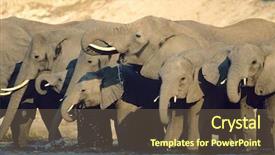  Presentation with elephants - Cool new theme with african elephants loxodonta africana backdrop and a  colored foreground