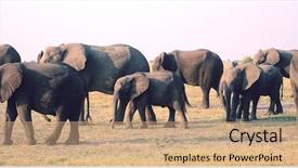  Presentation with elephants - Amazing slide deck having african elephants loxodonta africana backdrop and a  colored foreground