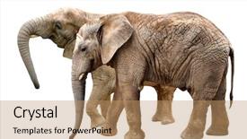  Presentation with elephants - Presentation theme featuring african elephants background and a coral colored foreground