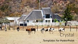  Presentation with cattle - Presentation theme having african farm botswana cattle wide land thatched roof building farming series background and a lemonade colored foreground