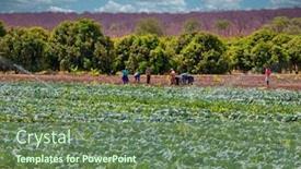  Presentation with cabbage - PPT theme featuring african-farm-workers background and a ocean colored foreground