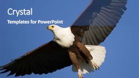  Presentation with eagle - Colorful slide set enhanced with african fish eagle haliaeetus vocifer backdrop and a ocean colored foreground