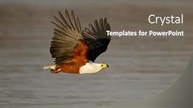  Presentation with kruger - PPT layouts consisting of african-fish-eagle-haliaeetus-vocifer background and a gray colored foreground