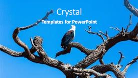  Presentation with eagle - Slide deck consisting of african-fish-eagle-perched background and a teal colored foreground
