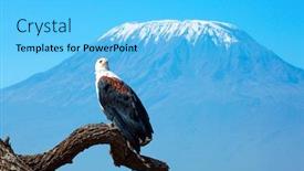  Presentation with snow tree - Colorful PPT theme enhanced with african-fish-eagle-perched backdrop and a light blue colored foreground