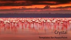  Presentation with kenya - PPT theme having african flamingos in the lake background and a red colored foreground