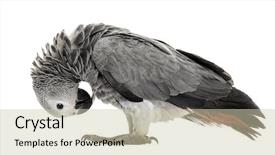  Presentation with parrot - Slide set enhanced with african gery parrot feather-picking background and a soft green colored foreground