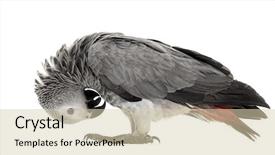  Presentation with feather - Amazing PPT theme having african gery parrot feather-picking backdrop and a soft green colored foreground