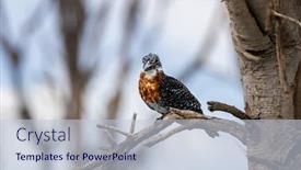  Presentation with lake front - Amazing presentation design having african-giant-kingfisher-megaceryle-maxima backdrop and a lemonade colored foreground