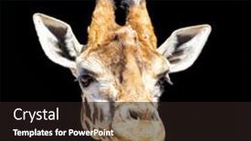  Presentation with head - Theme enhanced with african-giraffe-head-and-face background and a wine colored foreground