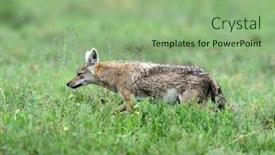  Presentation with wolf - Theme enhanced with african-golden-wolf-canis-anthus background and a seafoam green colored foreground