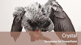  Presentation with parrot - Slide set featuring african gray parrot shake off the water psittacus erithacus background and a coral colored foreground