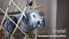  Presentation with parrot - Audience pleasing slide set consisting of african-gray-parrot backdrop and a dark gray colored foreground