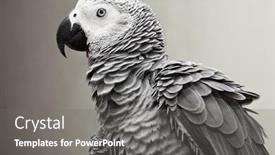  Presentation with parrot - Presentation design with african-gray-parrot background and a gray colored foreground