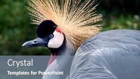  Presentation with crane - Slides having audubon - african grey crowned crane balearica background and a seafoam green colored foreground