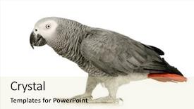  Presentation with parrot - Slides having african grey parrot - psittacus erithacus background and a soft green colored foreground