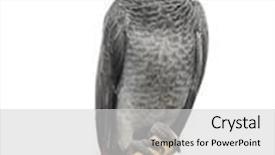  Presentation with parrot - PPT theme having parrot 3 months old perched background and a light gray colored foreground
