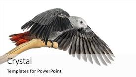  Presentation with flapping - Audience pleasing slides consisting of african grey parrot 3 months old perched on a branch and flapping its wings isolated on white backdrop and a white colored foreground