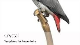  Presentation with parrot - Beautiful presentation featuring african grey parrot 3 months old perched on a branch isolated on white backdrop and a white colored foreground