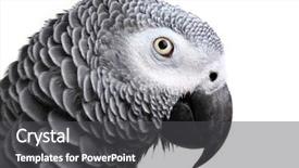 Presentation with parrot - PPT theme enhanced with african grey parrot isolated on white background and a dark gray colored foreground