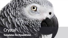  Presentation with parrot - Beautiful presentation theme featuring african-grey-parrot-isolated backdrop and a dark gray colored foreground