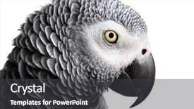  Presentation with parrot - Cool new presentation theme with african grey parrot isolated on white backdrop and a dark gray colored foreground