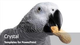  Presentation with parrot - Slide deck enhanced with african-grey-parrot-on-white background and a dark gray colored foreground