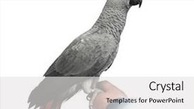  Presentation with parrot - Colorful presentation enhanced with african-grey-parrot-perched backdrop and a light gray colored foreground