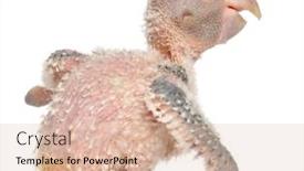  Presentation with old days - Slide deck featuring african-grey-parrot-psittacus-erithacus background and a lemonade colored foreground