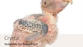  Presentation with old days - Cool new theme with african-grey-parrot-psittacus-erithacus backdrop and a soft green colored foreground