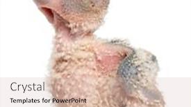  Presentation with old days - PPT theme consisting of african-grey-parrot-psittacus-erithacus background and a lemonade colored foreground