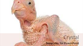  Presentation with old days - Slide deck with african-grey-parrot-psittacus-erithacus background and a coral colored foreground