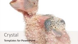  Presentation with old days - Colorful PPT theme enhanced with african-grey-parrot-psittacus-erithacus backdrop and a lemonade colored foreground