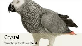  Presentation with parrot - Beautiful presentation featuring african grey parrot - psittacus erithacus in front of a white background backdrop and a soft green colored foreground