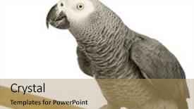  Presentation with parrot - PPT theme featuring african grey parrot - psittacus erithacus in front of a white background background and a coral colored foreground