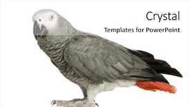  Presentation with parrot - Amazing PPT theme having african grey parrot - psittacus erithacus in front of a white background backdrop and a white colored foreground