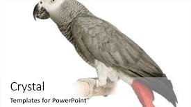  Presentation with grey black white brick - Presentation theme having african grey parrot - psittacus erithacus in front of a white background background and a white colored foreground