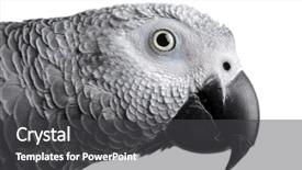  Presentation with parrot - Audience pleasing presentation theme consisting of african-grey-parrot backdrop and a dark gray colored foreground