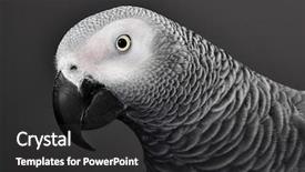  Presentation with parrot - Slide deck consisting of african grey parrot background and a dark gray colored foreground