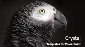  Presentation with parrot - Presentation design with african grey parrot background and a dark gray colored foreground